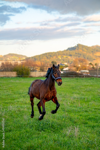 stallion enjoying a time free in a grass field
