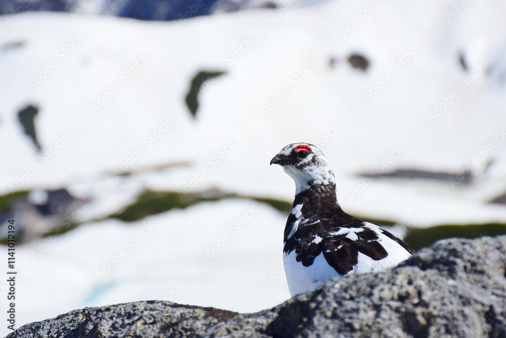 Obraz premium 山岳地帯に住む鳥 ライチョウ（Rock ptarmigan）