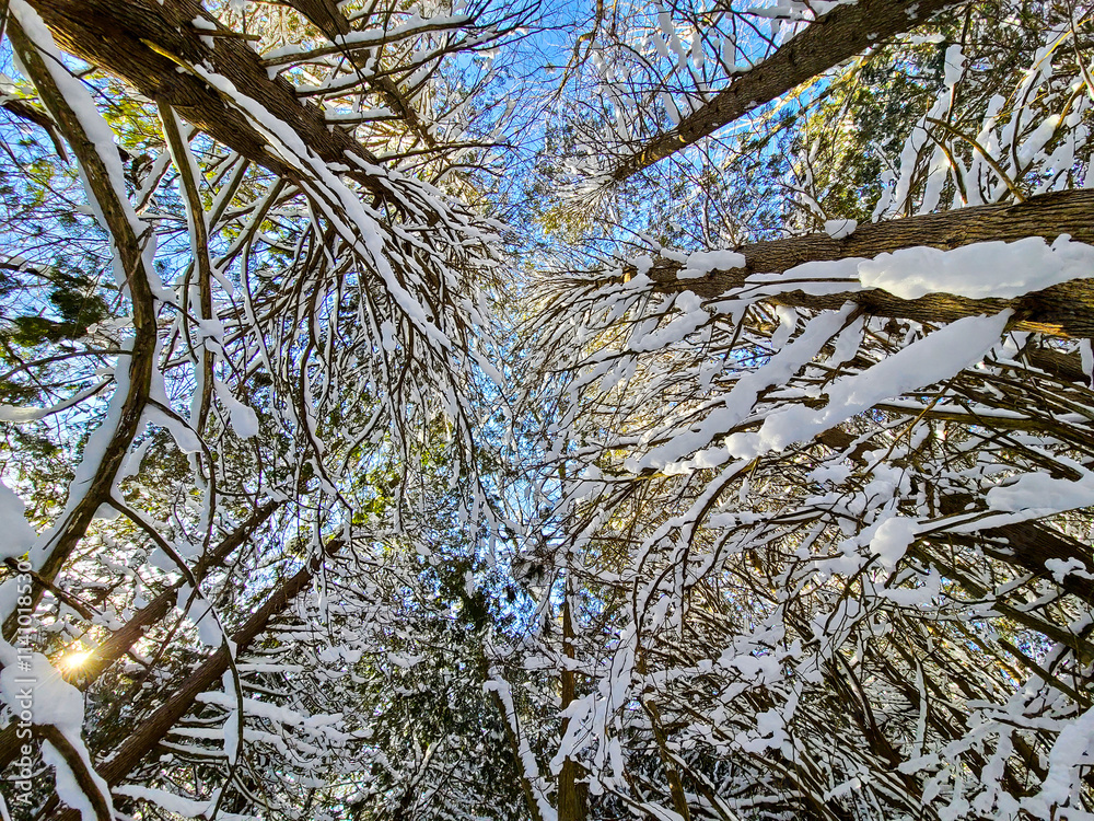 Obraz premium Skyward View of Snow-Covered Tree Branches with Blue Sky Pattern
