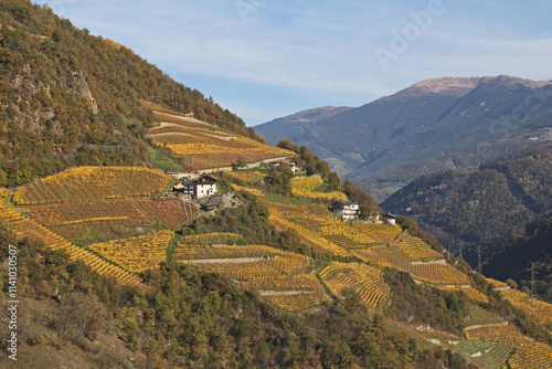 colori d'autunno nelle vigne sopra Chiusa (Bolzano) photo