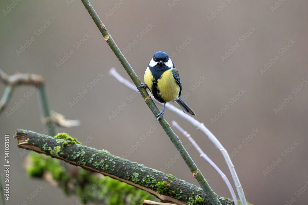 Fototapeta premium Kohlmeise sitzt am Zweig