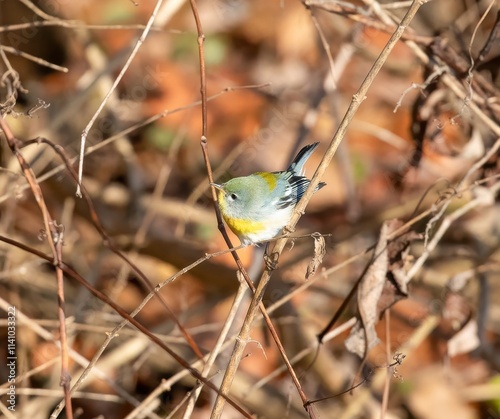 Northern Parula photo