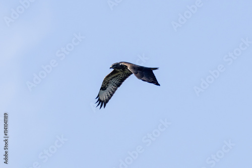 Common Buzzard (Buteo buteo), spotted over Baldoyle Racecourse, Dublin; common in Europe photo