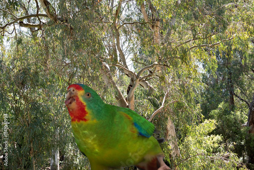 the musk lorikeet is sticking its tongue out photo