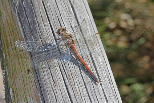 una libellula (Sympetrum vulgatum) cerca l'ultimo sole di novembre photo