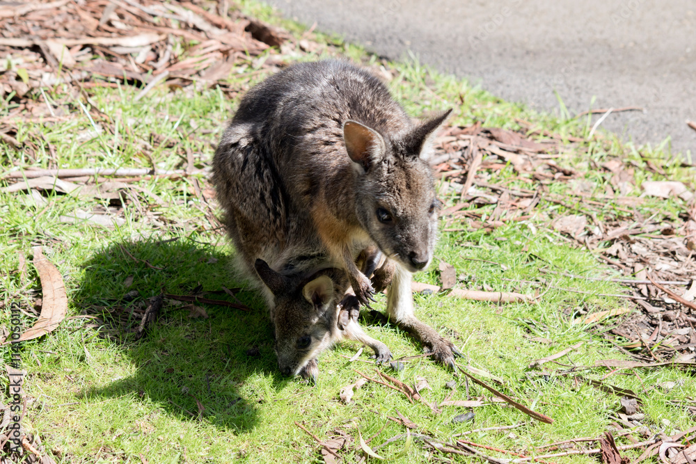 the tammar wallaby is grey with tan paws, legs and forehead. The females have a pouch to hold their joeys the tammar wallaby is grey with tan paws, legs and forehead. The females have a pouch to hold their joeys
