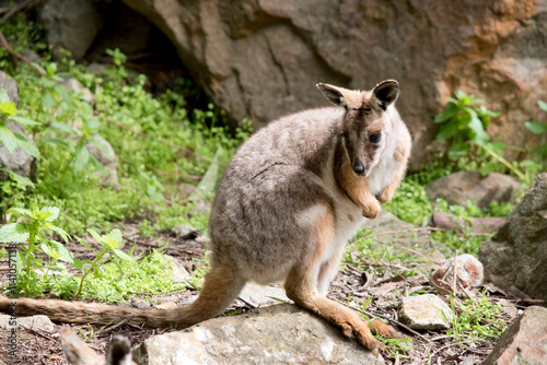 the yellow footed rock wallaby has a grey body with a white chest tan legs and a long tan and black tail