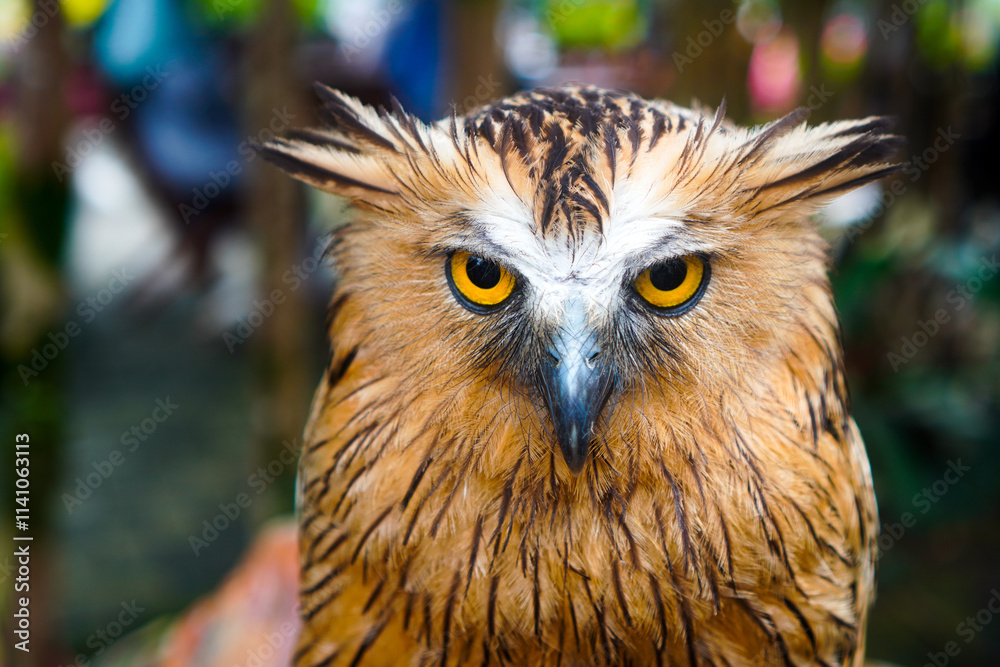 Fototapeta premium A large brown owl perched on a tree branch. Close-up portrait of an owl with beautiful feathers.