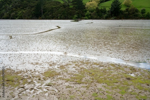 Orokonui Scenic Reserve Landscape, Lush New Zealand Nature photo