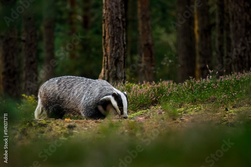 Badger at sunrise. European badger, Meles meles, in green pine forest. Hungry badger sniffs about food in moor. Beautiful black and white striped beast. Cute animal in nature habitat. Morning sunrays. photo