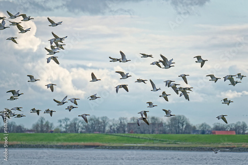 Flock of barnacle geese (Branta leucopsis) flying over river Ems, Oldersum, Lower Saxony, Germany photo