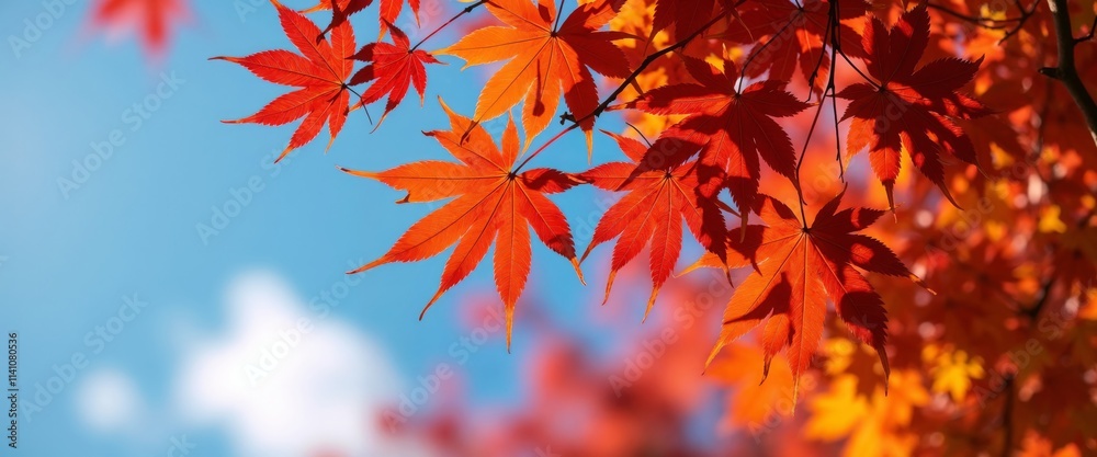 Bright autumn maple leaves in red and orange shades against a clear blue sky.Autumn leaves, nature background, fall season, Thanksgiving decoration, outdoor landscapes, event poster, seasonal celebrat Bright autumn maple leaves in red and orange shades against a clear blue sky.Autumn leaves, nature background, fall season, Thanksgiving decoration, outdoor landscapes, event poster, seasonal celebrat