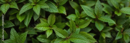 Close-up of lush green foliage, perfect for background or texture, greenery, plant