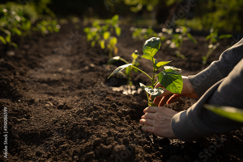 Bild auf Leinwand Hands planting a young seedling in the soil in a garden, surrounded by other plants