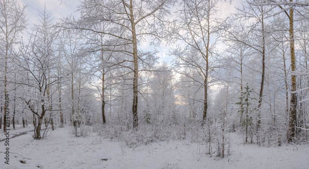 A beautiful snowy forest at Christmas with a path between the trees, peace and quiet. Walking. A beautiful snowy forest at Christmas with a path between the trees, peace and quiet. Walking.