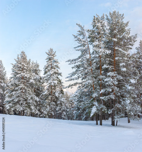 Wallpaper Mural Magnificent snowy forest at Christmas with a path between the pines, peace and quiet. Torontodigital.ca