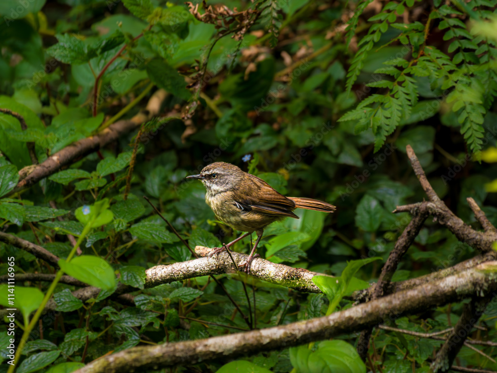 Fototapeta premium White Browed Scrub Wren Facing Right