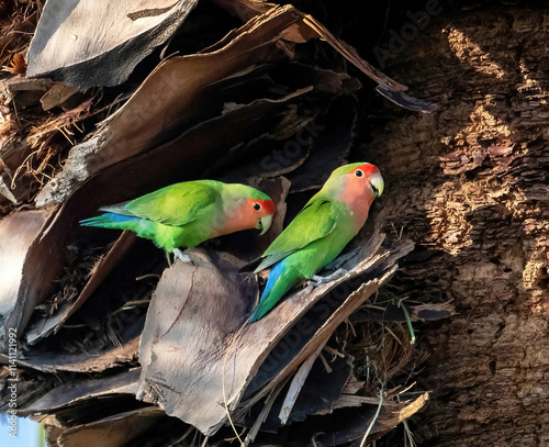 Cuadro en lienzo A pair of colorful Lovebirds make a home among the dry fronds of a Palm Tree