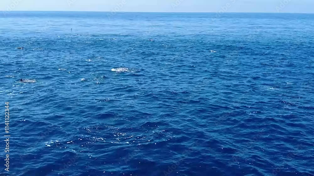 Dolphins jumping, dolphin pod Dolphins jumping, dolphin pod
