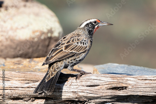 pájaro Loica sobre un tronco en un día caluroso photo