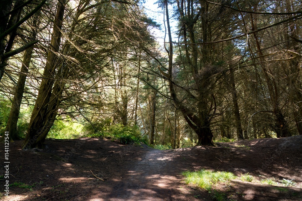 Naklejka premium Forest Path at Long Beach Coast, Scenic Seaside Trail