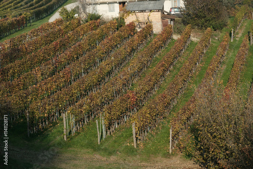 vineyards in the Piedmontese Langhe in autumn near Alba after the grape harvest