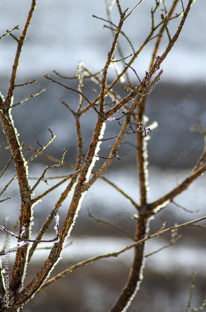 branches of a small tree covered with ice in wintertime, wintertime background concept branches of a small tree covered with ice in wintertime, wintertime background concept