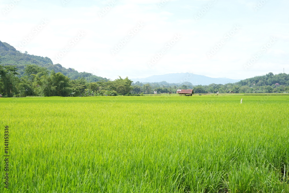 Fototapeta premium rice field