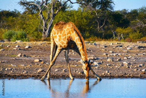 The Angolan giraffe (Giraffa camelopardalis angolensis) at waterhole in Etosha National Park (Kunene region, northwestern Namibia) photo