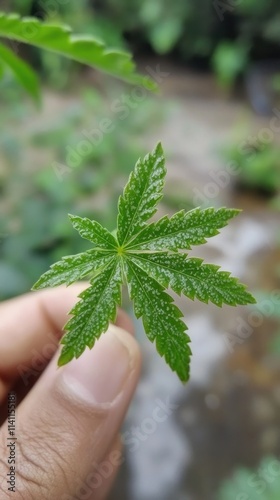 A single green leaf held gently between fingers
