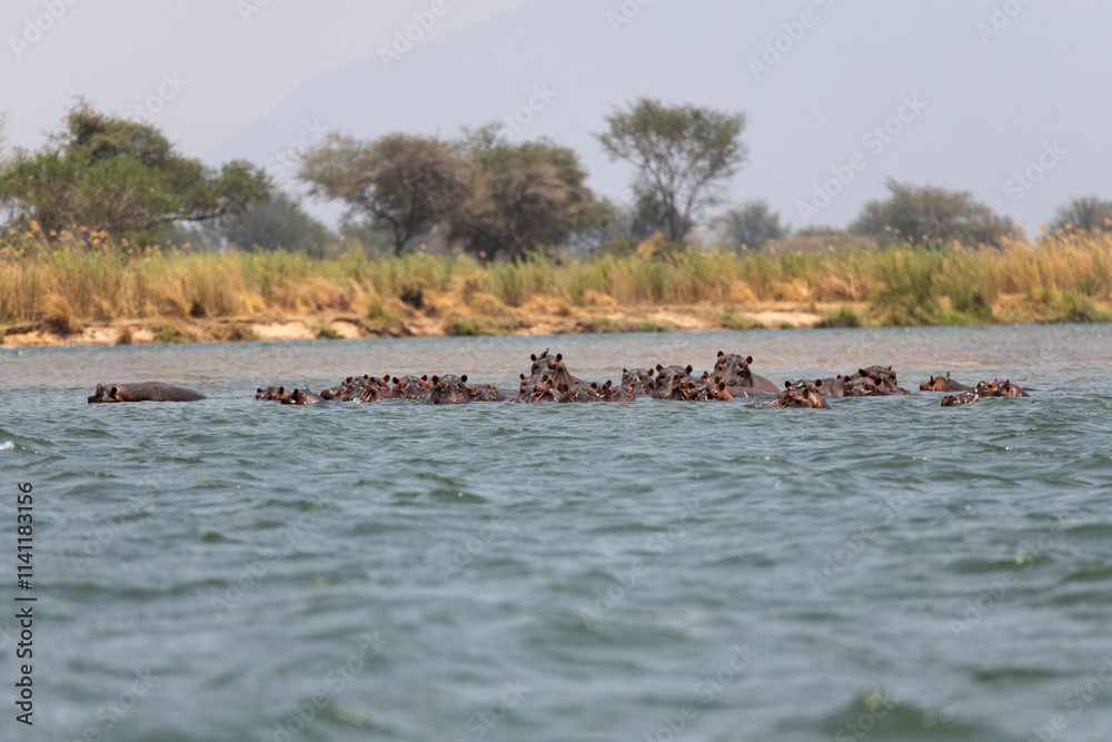 hippo swimming in Zambezi River hippo swimming in Zambezi River