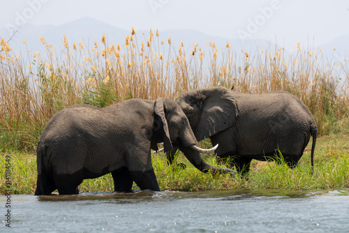 Photography African elephants grazing at the Zambezi River