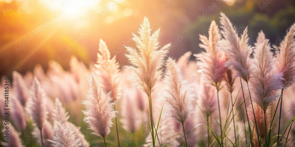 Blurred nature background with light pastel pink pampas grass, sunlight flare, and boho style, blur, softness, nature Blurred nature background with light pastel pink pampas grass, sunlight flare, and boho style, blur, softness, nature