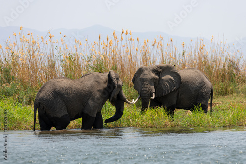 Photography African elephants grazing at the Zambezi River