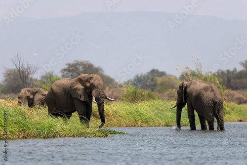 Photography African elephants grazing at the Zambezi River