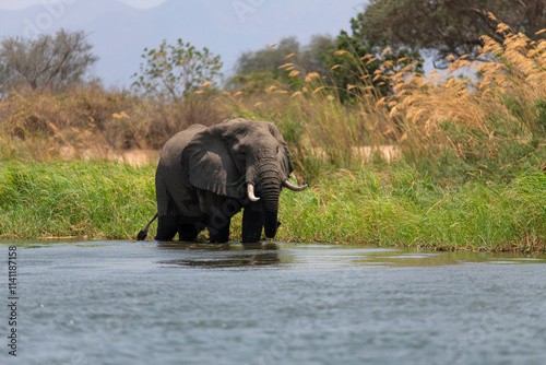 Photography African elephants grazing at the Zambezi River