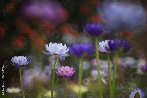 A variety of colors and types of water lilies,
Excellent waterlily in the world are showing at
Rajamangala Tawan-ok Water lily Institute,
Bang Phra ,Chonburi,Thailand photo