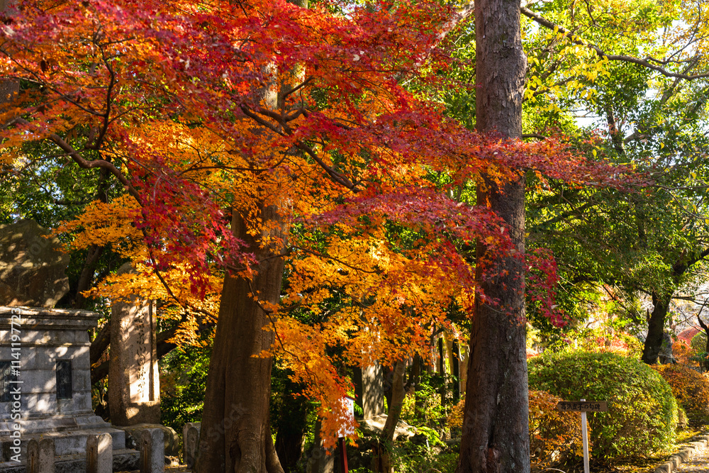 Fototapeta premium 季節を感じる色鮮やかな紅葉 成田山公園