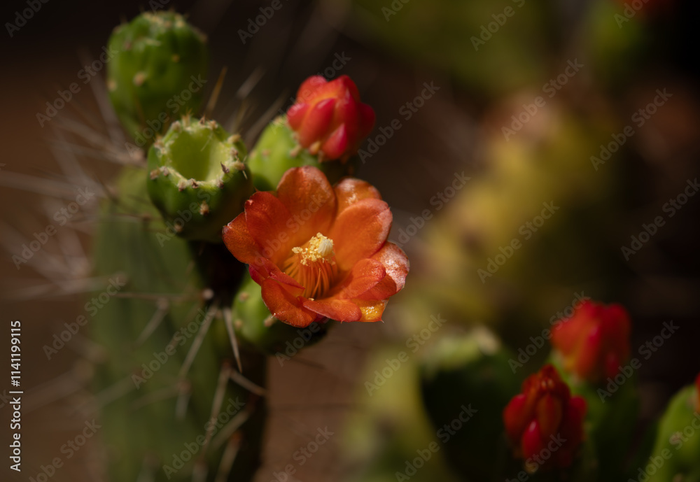 Red cactus flower, authentic Opuntia ficus-indica, Prickly pear cactus. Red cactus flower, authentic Opuntia ficus-indica, Prickly pear cactus.