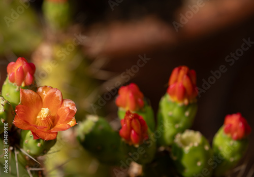 Red cactus flower, authentic Opuntia ficus-indica, Prickly pear cactus.