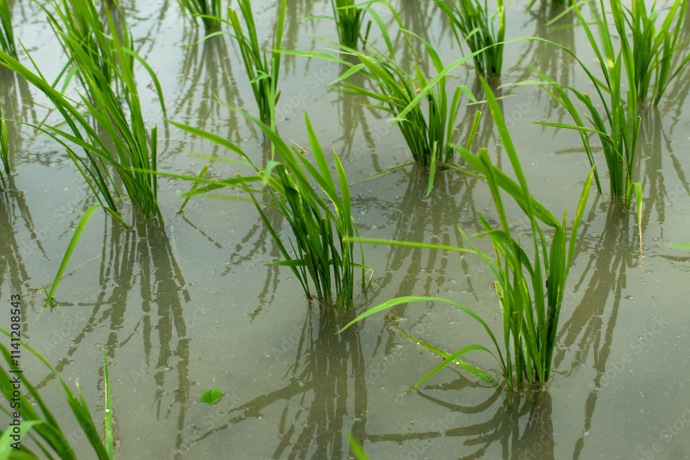 green rice plants in puddles of water. environment, rice fields green rice plants in puddles of water. environment, rice fields