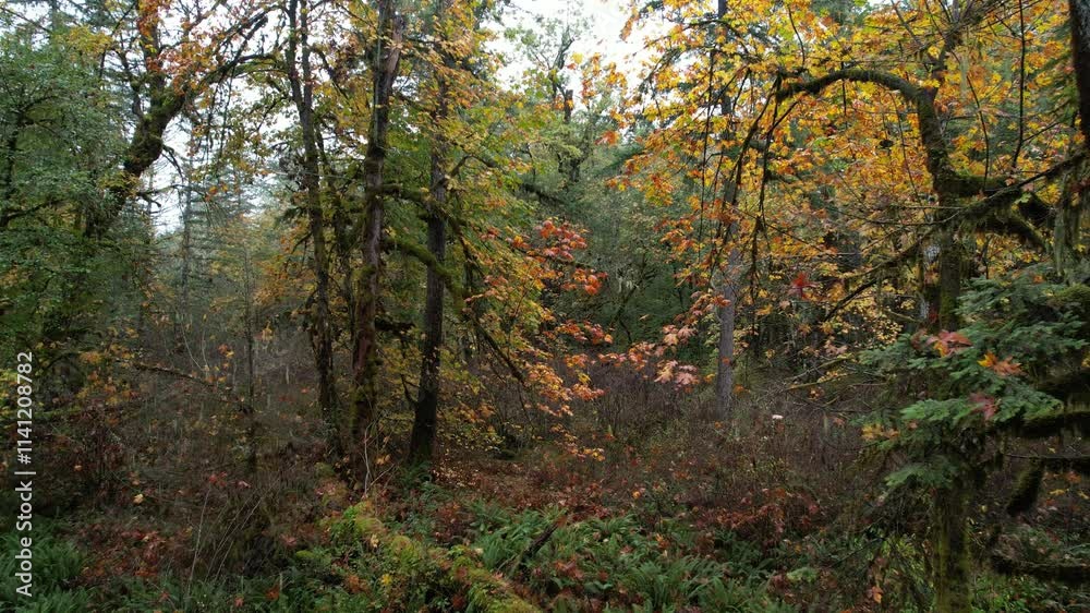 Beautiful autumn forest landscape featuring tall maple trees, ferns, and fallen leaves near a hiking trail in a serene wilderness setting, Cowichan Valley, Vancouver Island, British Columbia Beautiful autumn forest landscape featuring tall maple trees, ferns, and fallen leaves near a hiking trail in a serene wilderness setting, Cowichan Valley, Vancouver Island, British Columbia
