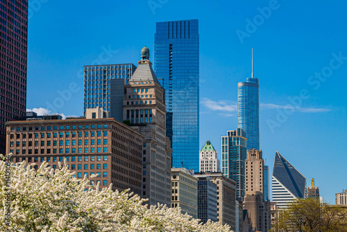 Bloomimg Dogwood Trees and the Michigan Avenue Skyline, Grant Park, Chicago, Illinois, USA photo