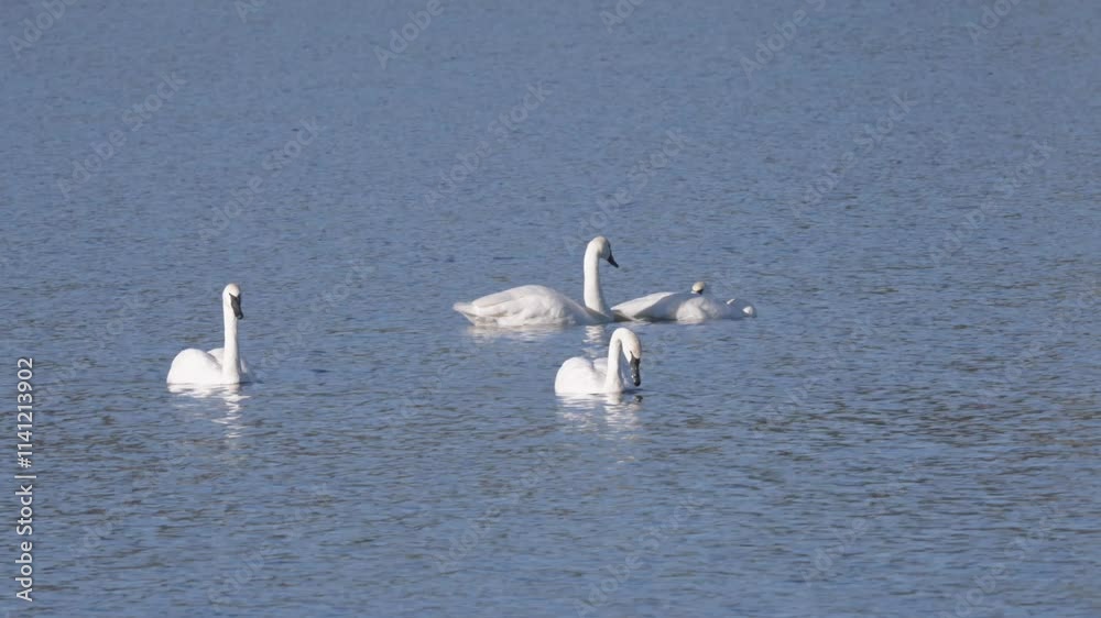 A Majestic Trumpeter Swans Gracefully Swimming in Serene Lake Waters: Captivating Waterfowl Behavior, Bird Watching Delights, and Pristine Wetland Beauty A Majestic Trumpeter Swans Gracefully Swimming in Serene Lake Waters: Captivating Waterfowl Behavior, Bird Watching Delights, and Pristine Wetland Beauty
