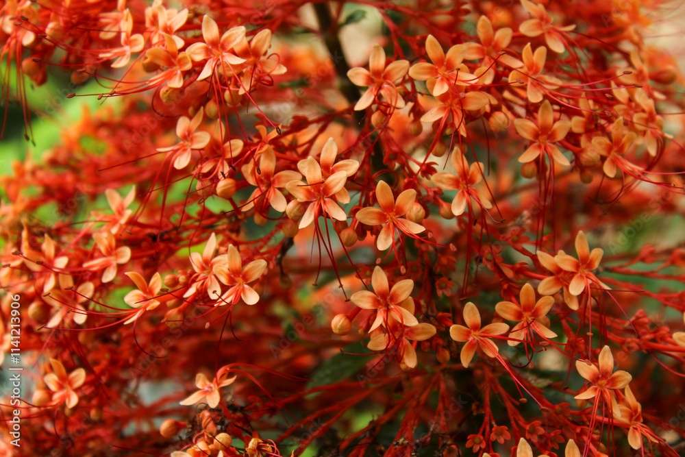 beautiful flower pagoda flower blooming. Clerodendrum paniculatum beautiful flower pagoda flower blooming. Clerodendrum paniculatum
