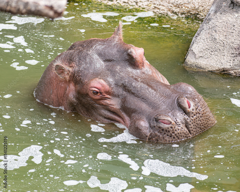 Close up of hippopotamus head tilted sideways submerged in murky green water gazing at camera Close up of hippopotamus head tilted sideways submerged in murky green water gazing at camera