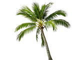 tropical palm tree, cut out. png