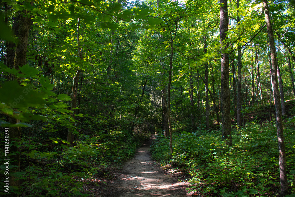 Hiking path through Sumter National Forest in Oconee County, South Carolina Hiking path through Sumter National Forest in Oconee County, South Carolina