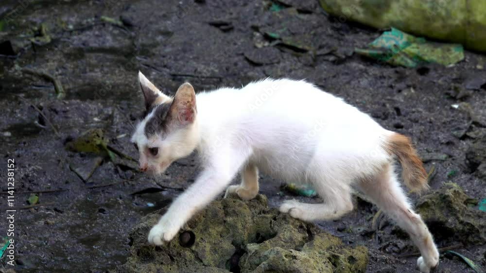 A stray kitten on muddy ground. A stray kitten on muddy ground.