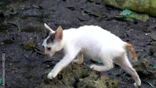 A stray kitten on muddy ground. photo